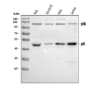 Anti-NFkB/NFKB1 p105/p50 Antibody