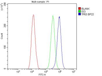Anti-p63/TP63 Antibody