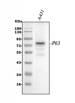 p63/TP63 Antibody