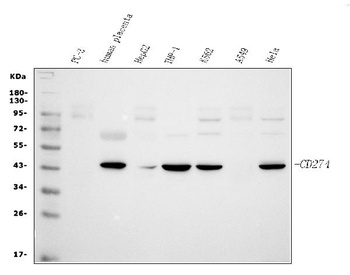 PD-L1/CD274 Antibody