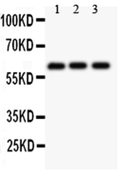 Perforin/PRF1 Antibody