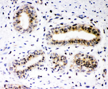 Anti-RUNX1/AML1 Antibody