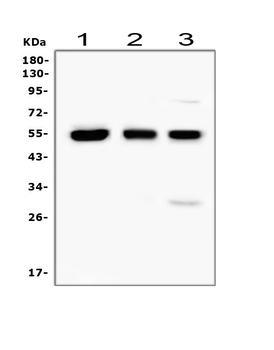 Anti-RUNX1/AML1 Antibody