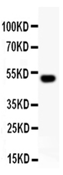 Anti-RUNX2 Antibody