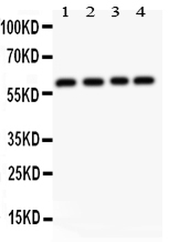 Anti-RUNX2 Antibody