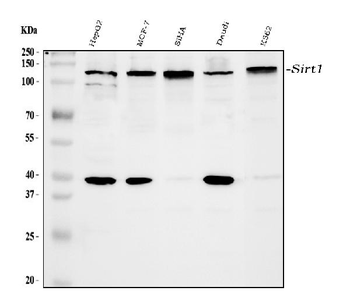 Anti-SIRT1 Antibody