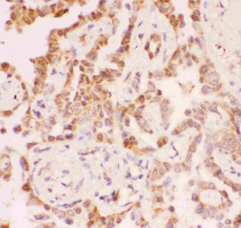 Anti-SIRT2 Antibody
