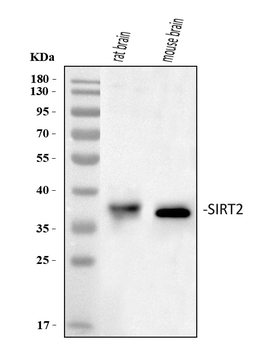Anti-SIRT2 Antibody
