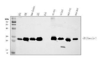Anti-Caveolin-1/CAV1 Antibody