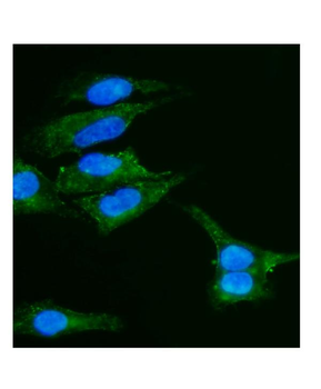 Anti-Caveolin-2/CAV2 Antibody