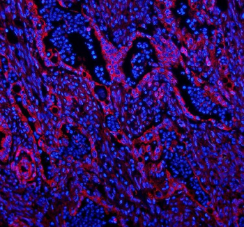 Anti-Caveolin-2/CAV2 Antibody