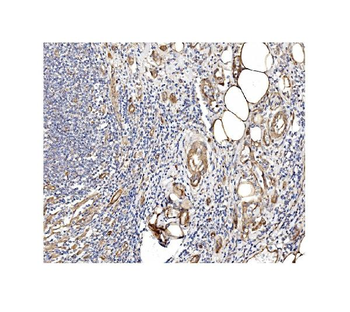 Anti-Caveolin-2/CAV2 Antibody