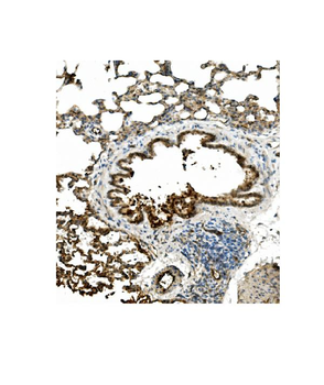 Anti-Caveolin-2/CAV2 Antibody