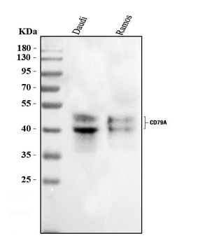 Anti-CD79a Antibody