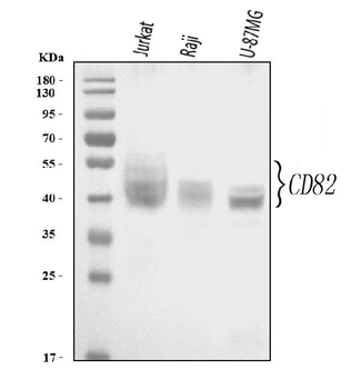 Anti-CD82 Antibody