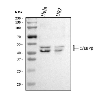 Anti-CEBP Beta/CEBPB Antibody
