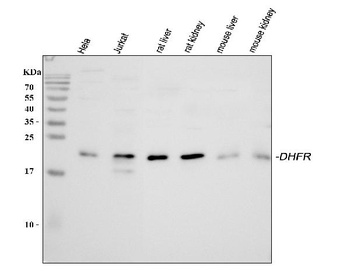 Dihydrofolate reductase (DHFR) Antibody