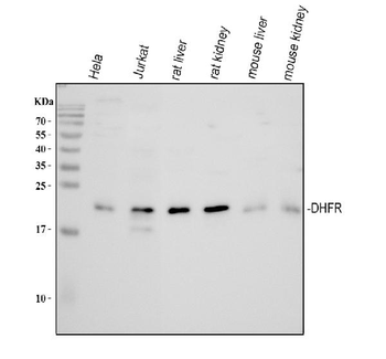 Anti-Dihydrofolate reductase (DHFR) Antibody