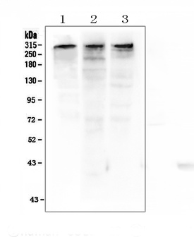 KAT3B/p300/EP300 Antibody
