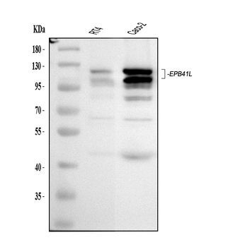 EPB41L1 Antibody