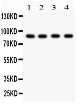 Anti-Furin Antibody