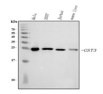 Anti-GST3/GST pi/GSTP1 Antibody