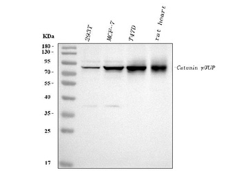 gamma Catenin/JUP Antibody