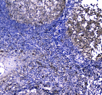 Anti-Caspase-3/CASP3 Antibody