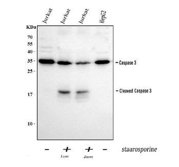 Anti-Caspase-3/CASP3 Antibody