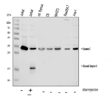 Anti-Caspase-3/CASP3 Antibody
