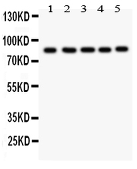 Anti-FOXM1 Antibody