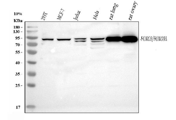 Anti-FOXO3A Antibody