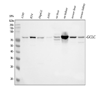 Anti-GCLC Antibody