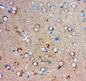 Anti-Glutamate Receptor 1/GRIA1 Antibody