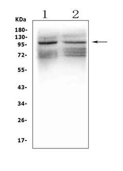 Anti-GRIK1 Antibody