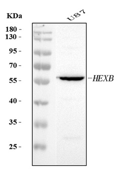 HEXB Antibody