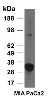 Anti-Heme Oxygenase 1/HMOX1 Antibody