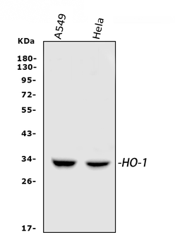 Anti-Heme Oxygenase 1/HMOX1 Antibody