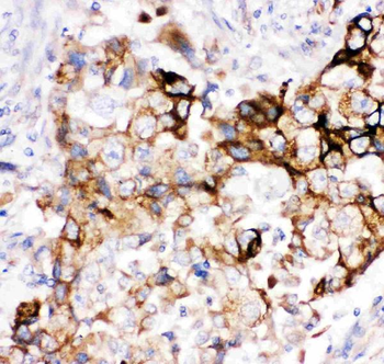 Heme oxygenase 2/HMOX2 Rabbit Polyclonal Antibody