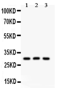 HOXA9 Antibody