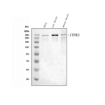 IP3 receptor/ITPR1 Antibody