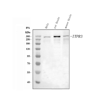 Anti-IP3 receptor/ITPR1 Antibody