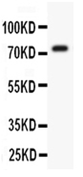 Kv4.3/KCND3 Rabbit Polyclonal Antibody