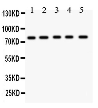 MCAK/KIF2C Antibody