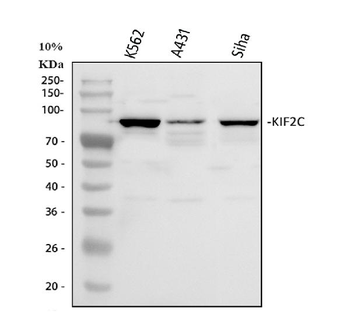 Anti-MCAK/KIF2C Antibody