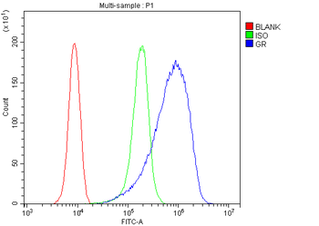 Anti-Glucocorticoid Receptor/NR3C1 Antibody