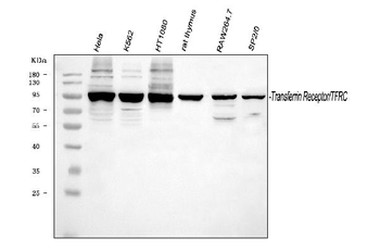 Anti-Transferrin Receptor/TFRC Antibody