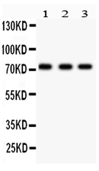 Anti-p73/TP73 Antibody