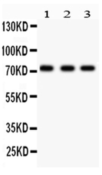 p73/TP73 Antibody