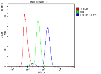 Anti-Smad Interacting Protein 1/ZEB2 Antibody